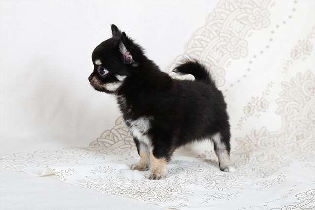 Собаки в Люберцах: Чихуахуа щенки Мальчик, Бесплатно - фото 2