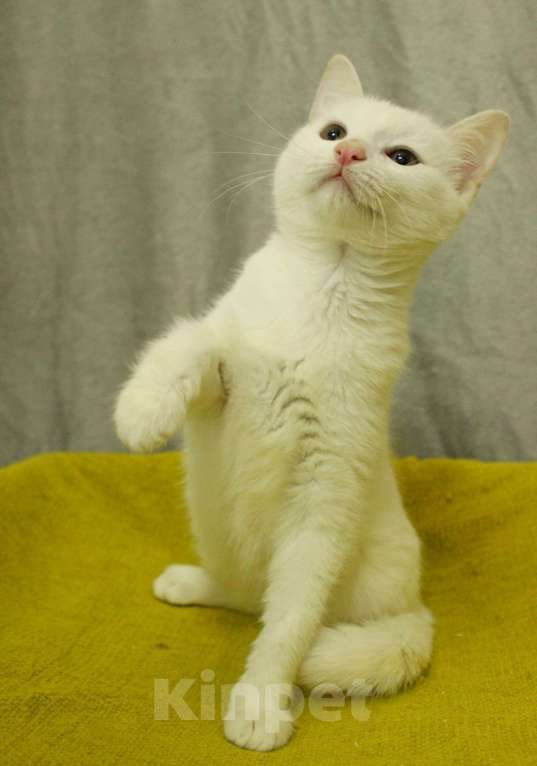 Кошки в Санкт-Петербурге: Беленький котёнок Мальчик, Бесплатно - фото 10