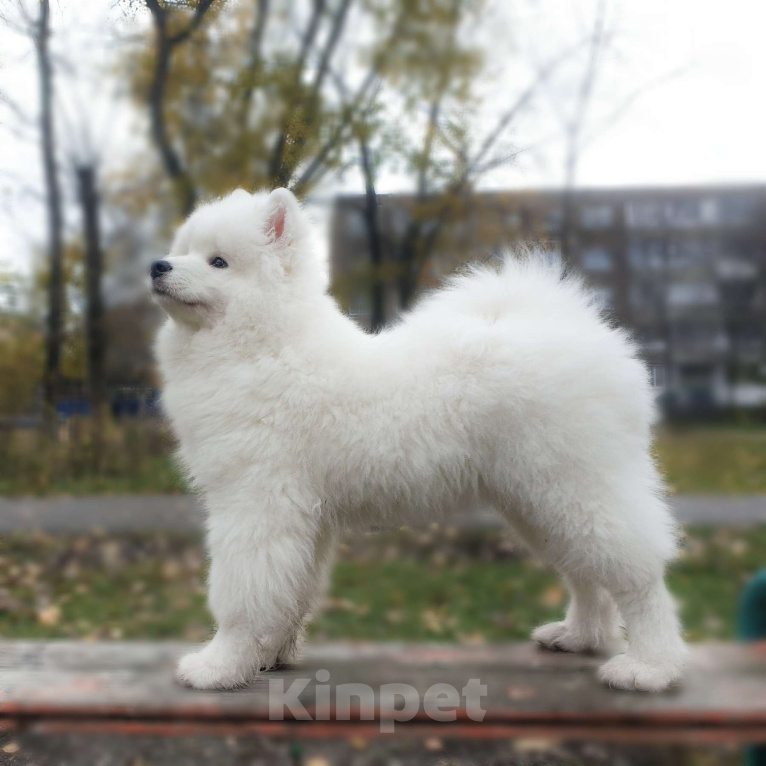 Собаки в Мичуринске: Щенок самоеда Мальчик, 70 000 руб. - фото 6