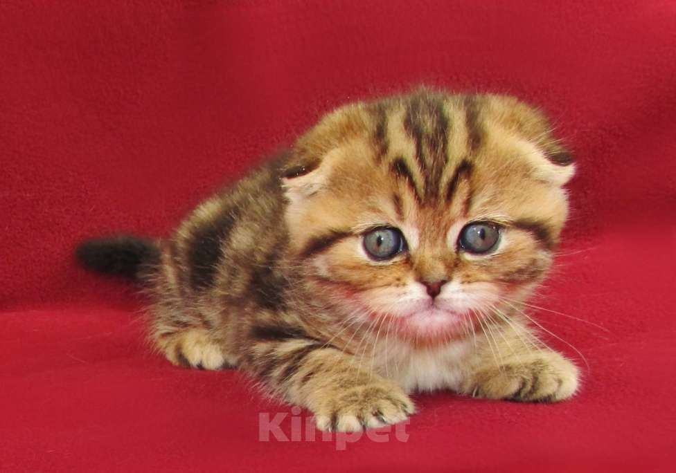 Кошки в Санкт-Петербурге: шотландская кошечка фолд Девочка, Бесплатно - фото 5