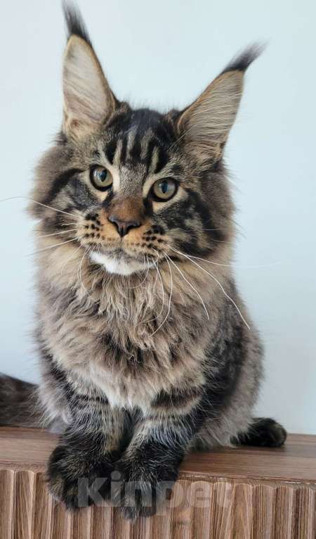 Кошки в Москве: Мейн-кун чёрный тигр Мальчик, 60 000 руб. - фото 6