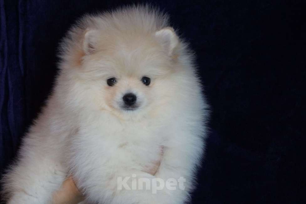 Собаки в Москве: Мальчик померанского шпица Мальчик, 25 000 руб. - фото 2