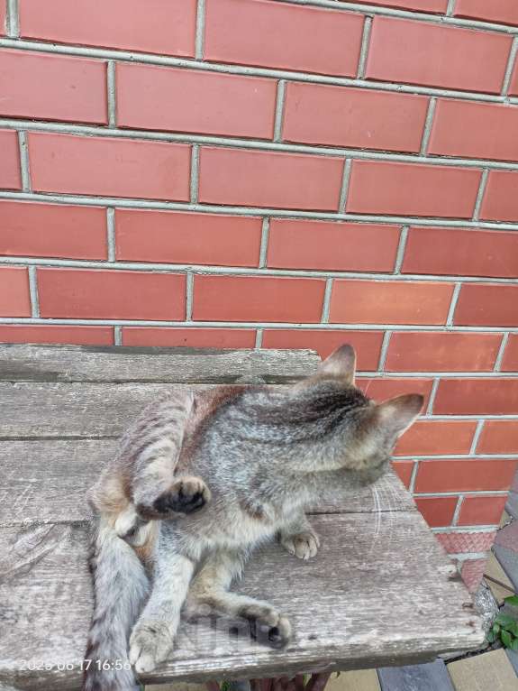 Кошки в Краснодаре: Годовалый котик Мальчик, Бесплатно - фото 2