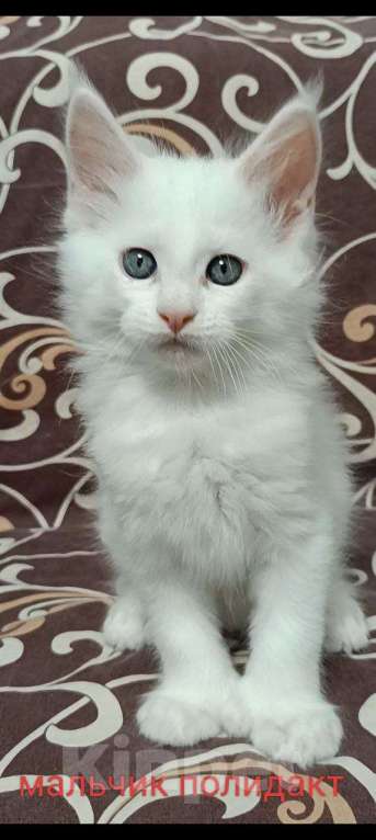 Кошки в Донецке: Белоснежный Мейн кун Мальчик, 45 000 руб. - фото 2