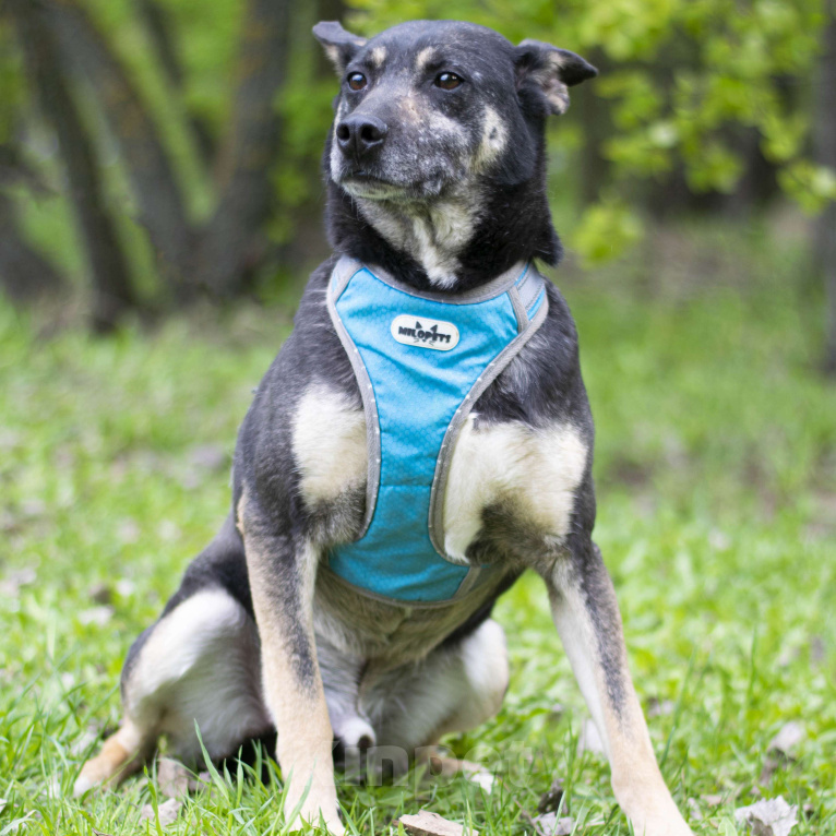 Собаки в Москве: Дейв Мальчик, Бесплатно - фото 3