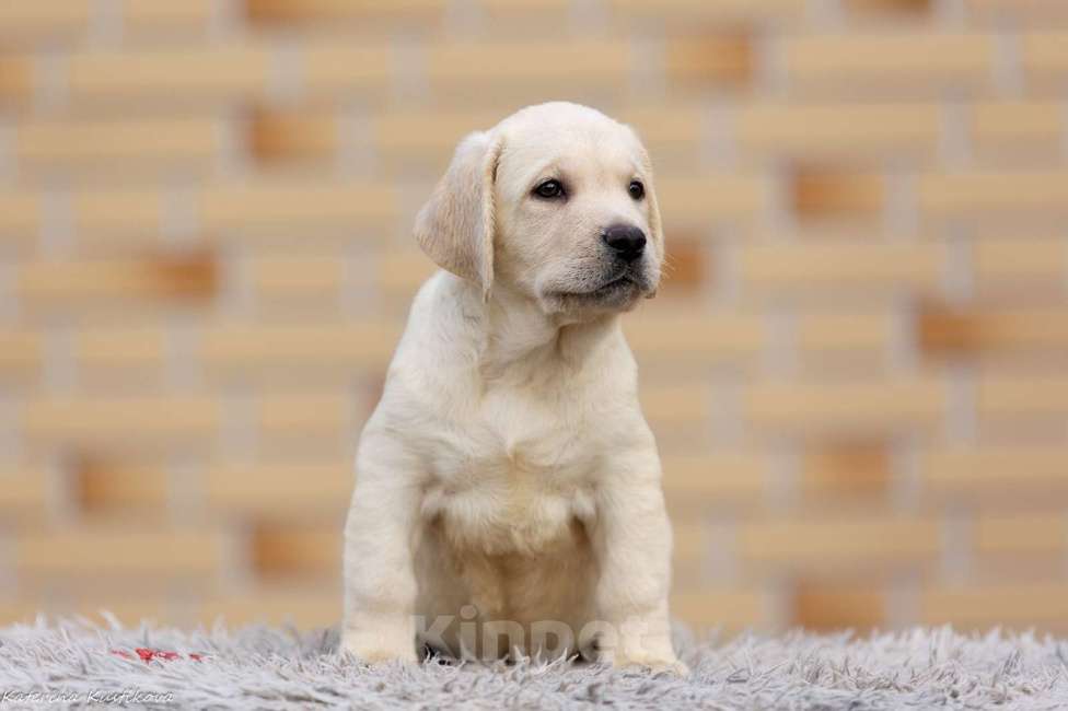 Собаки в других городах Московской области: Палевые щенки Лабрадора от Чемпиона Мира Девочка, 80 000 руб. - фото 9