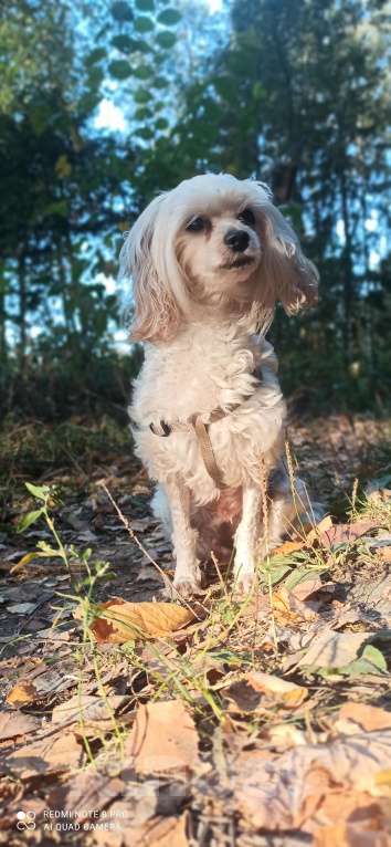 Собаки в Королеве: Веселуха Девочка, Бесплатно - фото 6