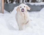 Собаки в Москве: Щенки Золотистого ретривера Мальчик, 100 000 руб. - фото 2