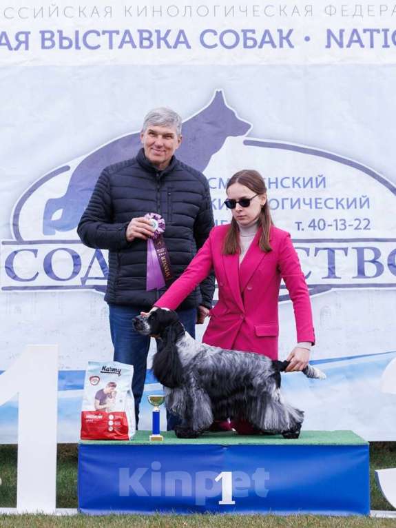 Собаки в Смоленске: Кобель английского кокер спаниеля открыт для вязок Мальчик, 30 000 руб. - фото 3