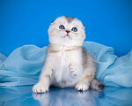 Кошки в Санкт-Петербурге: Серебристый скоттиш-фолд Мальчик, 45 000 руб. - фото 2