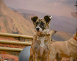 Собаки в Клине: Осторожная Айра Девочка, Бесплатно - фото 8
