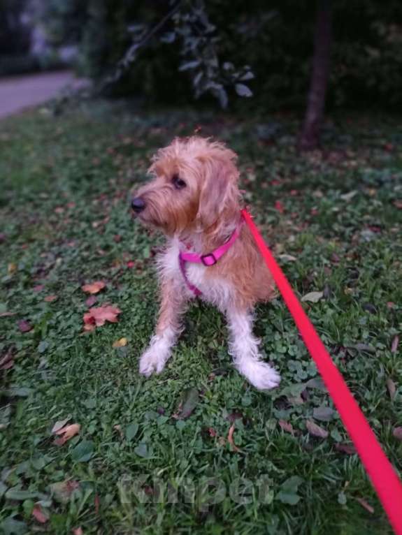 Собаки в Москве: Маленькая собачка ищет дом Девочка, Бесплатно - фото 5