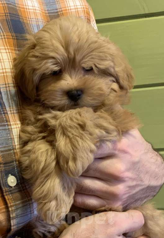 Собаки в Санкт-Петербурге: Мальтипу мальчик Мальчик, 130 000 руб. - фото 2