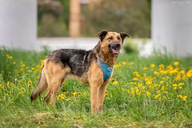 Собаки в Москве: Дарси - преданное сердце тает в приюте Мальчик, Бесплатно - фото 5