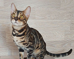 Кошки в Москве: Бенгальские угольные котята  Мальчик, Бесплатно - фото 4