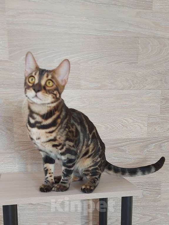 Кошки в Москве: Бенгальские угольные котята  Мальчик, Бесплатно - фото 4
