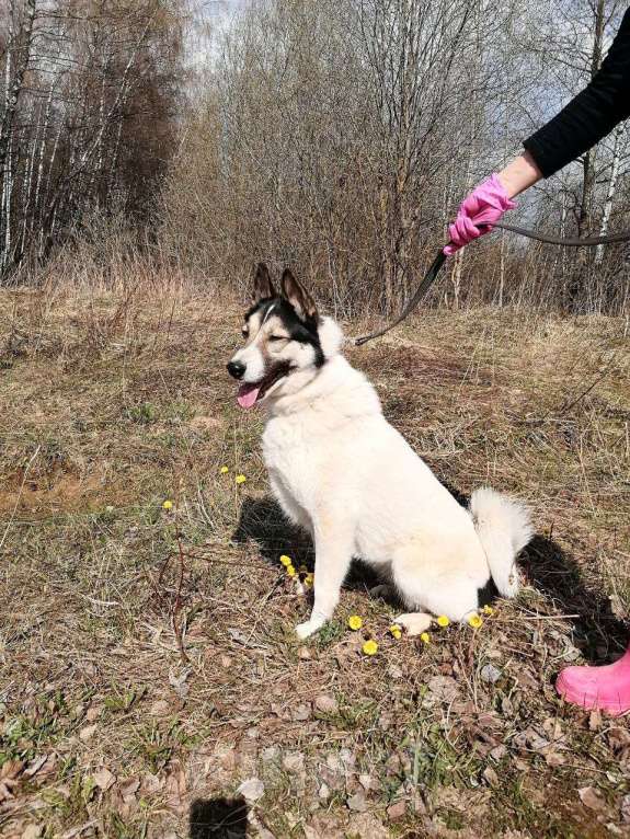 Собаки в Москве: Лайка Аша в дар Девочка, Бесплатно - фото 3