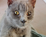 Кошки в Москве: Котенок нолубого цвета Мальчик, Бесплатно - фото 3