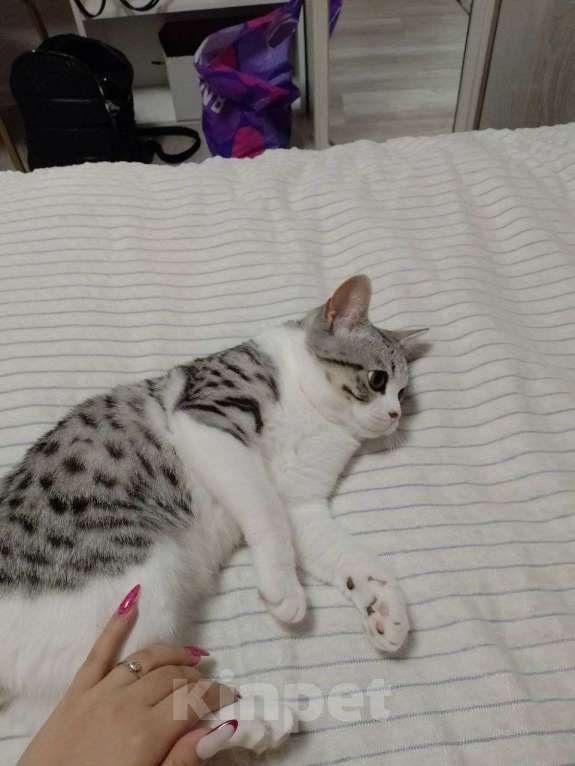 Кошки в Новосибирске: Отдам кота по кличке Филя Мальчик, Бесплатно - фото 2