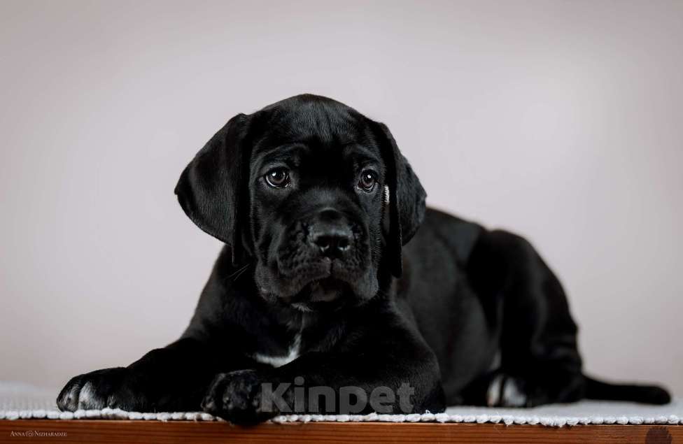 Собаки в Москве: Щенки кане корсо Мальчик, 70 руб. - фото 2