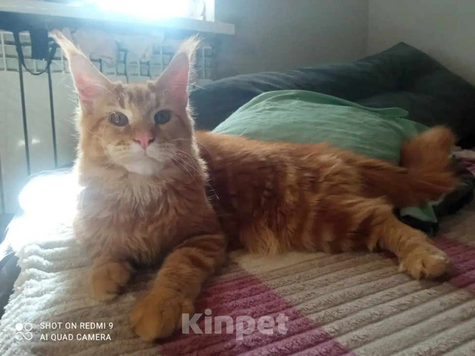 Кошки в других городах Тульской области: Котик мейн-кун Мальчик, 25 000 руб. - фото 3