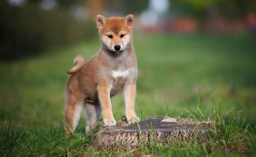 Собаки в Москве: Сиба ину мальчик очень ласковый  Мальчик, 60 000 руб. - фото 3