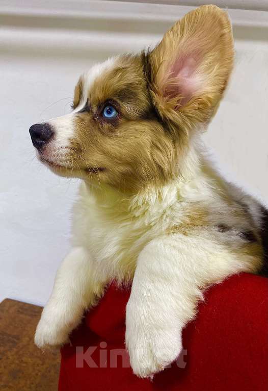 Собаки в Касли: Вельш-Корги Кардиган Разнополые, Бесплатно - фото 2