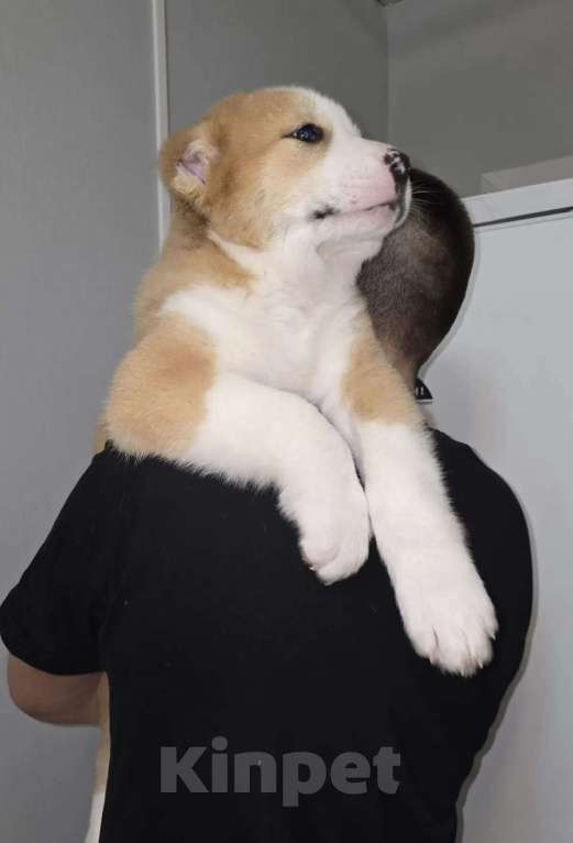 Собаки в Москве: Алабай Пацан Мальчик, 40 000 руб. - фото 2