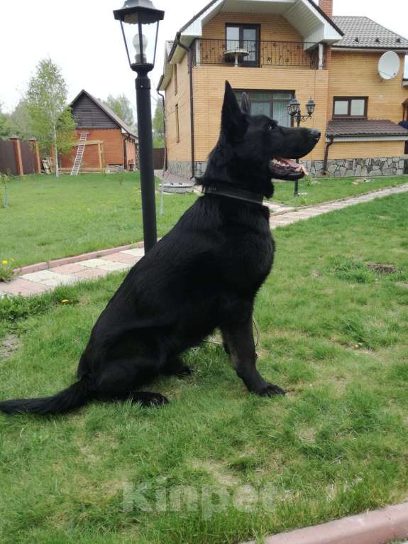 Собаки в Кемерово: Вязка, 5 000 руб. - фото 1