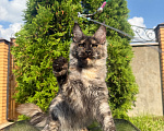 Кошки в Чехове: Мейн-кун котенок Девочка, 40 000 руб. - фото 3