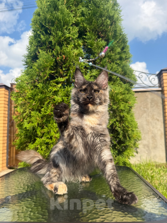 Кошки в Чехове: Мейн-кун котенок Девочка, 40 000 руб. - фото 3