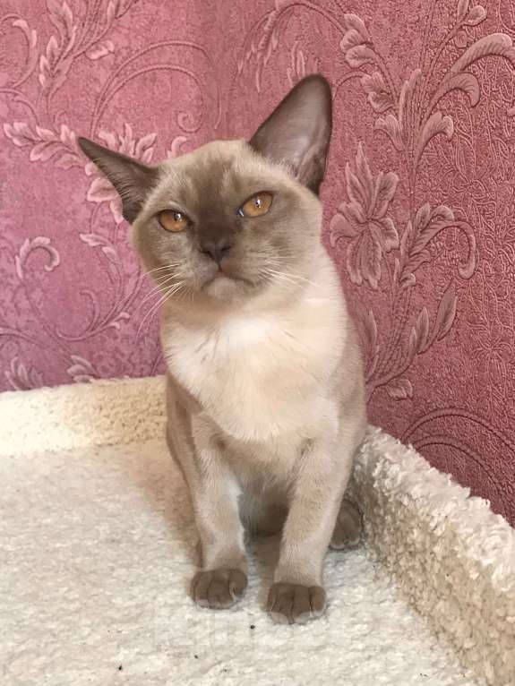 Кошки в Москве: Бурма в доме Девочка, 50 000 руб. - фото 4