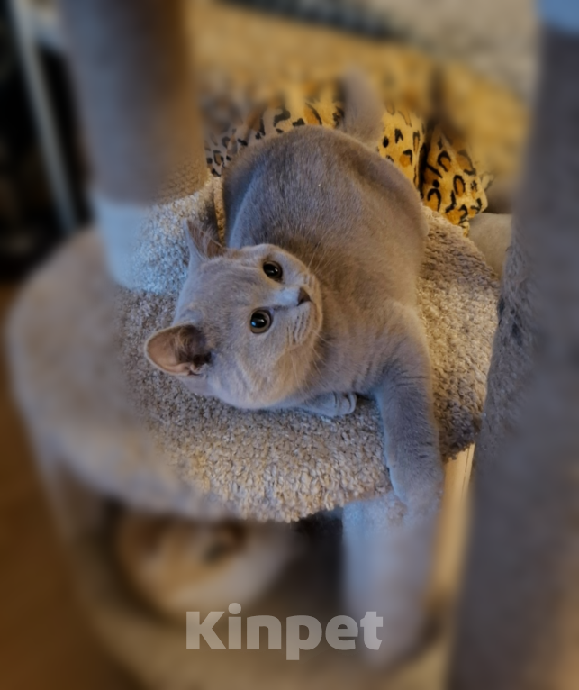 Кошки в Санкт-Петербурге: Лиловый красавец. Мальчик, 35 000 руб. - фото 3