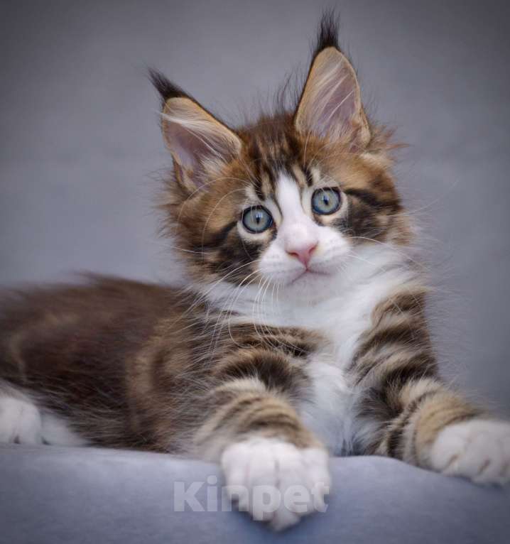 Кошки в Краснодаре: Мейн-кун мальчик Мальчик, 80 000 руб. - фото 2