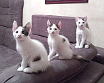 Кошки в Омске: Котята девочки Девочка, Бесплатно - фото 1