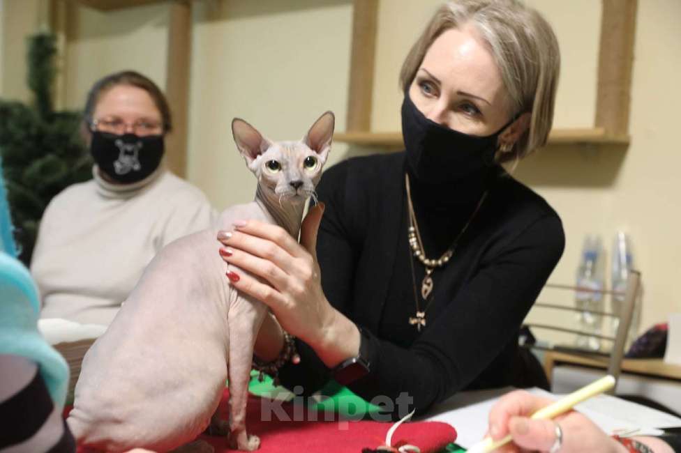 Кошки в Санкт-Петербурге: Рыжая красавица Девочка, 15 000 руб. - фото 3