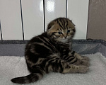 Кошки в других городах Московской области: Шотландская вислоухая кошечка Девочка, 18 000 руб. - фото 4