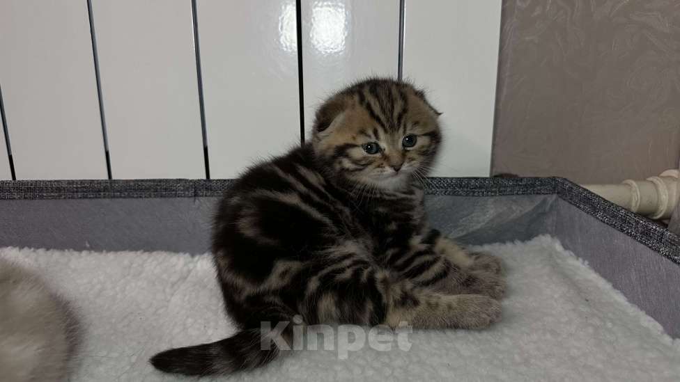 Кошки в других городах Московской области: Шотландская вислоухая кошечка Девочка, 18 000 руб. - фото 4