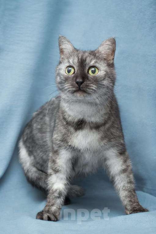 Кошки в Москве: Это история Тиши, кота, которого предали  Мальчик, Бесплатно - фото 4