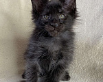 Кошки в Дмитрове: Черный сОлидный мальчик мейн кун Мальчик, 50 000 руб. - фото 4