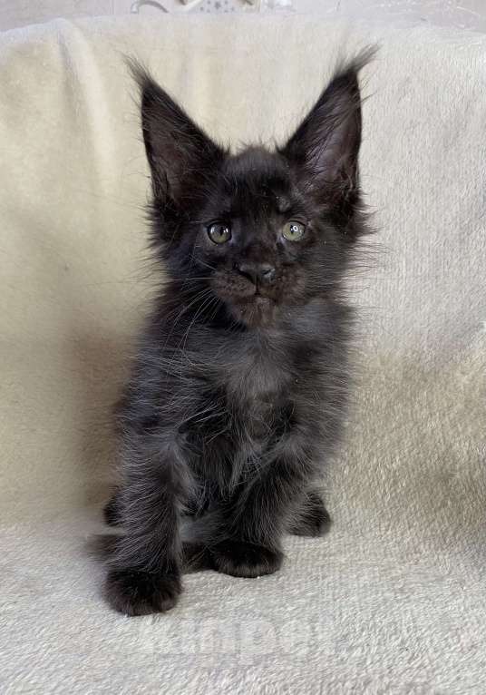 Кошки в Дмитрове: Черный сОлидный мальчик мейн кун Мальчик, 50 000 руб. - фото 4