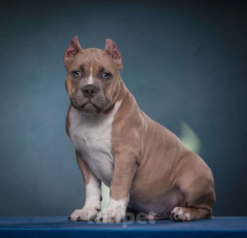 Собаки в Донецке: Бронирование щенков американский булли Мальчик, Бесплатно - фото 6