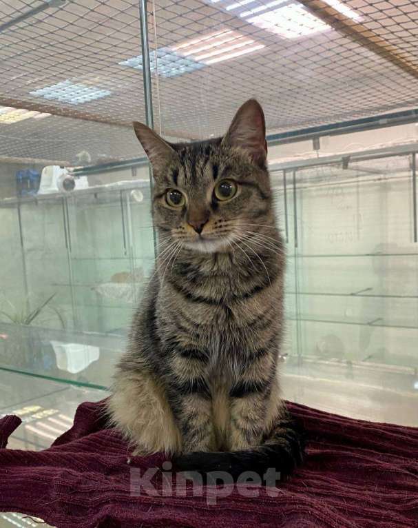 Кошки в Москве: Василиса Прекрасная, любимая кошачья классика. Юная кошечка ищет дом Девочка, 1 руб. - фото 4