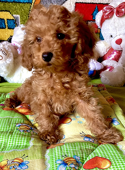 Собаки в Москве: Щенки той-пуделя Мальчик, Бесплатно - фото 3