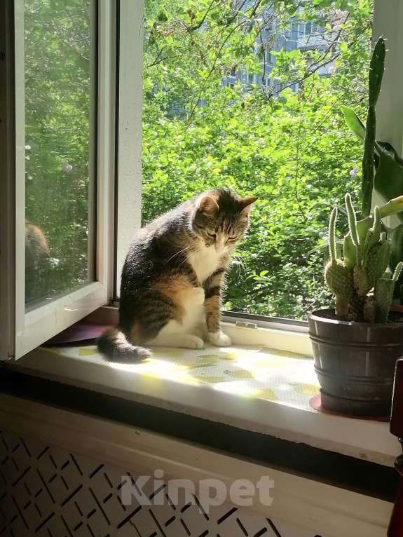 Кошки в Санкт-Петербурге: Потерялась  Девочка, Бесплатно - фото 2