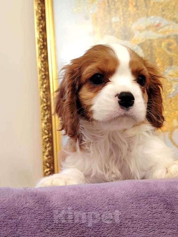 Собаки в Нижнем Новгороде: Самый красивый щенок ждёт маму Мальчик, 70 000 руб. - фото 2