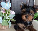 Собаки в других городах Свердловской области: Йоркширский терьер щенок Девочка, 65 000 руб. - фото 2