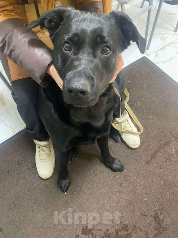 Собаки в Москве: Метис лабрадора в добрые руки Мальчик, Бесплатно - фото 2