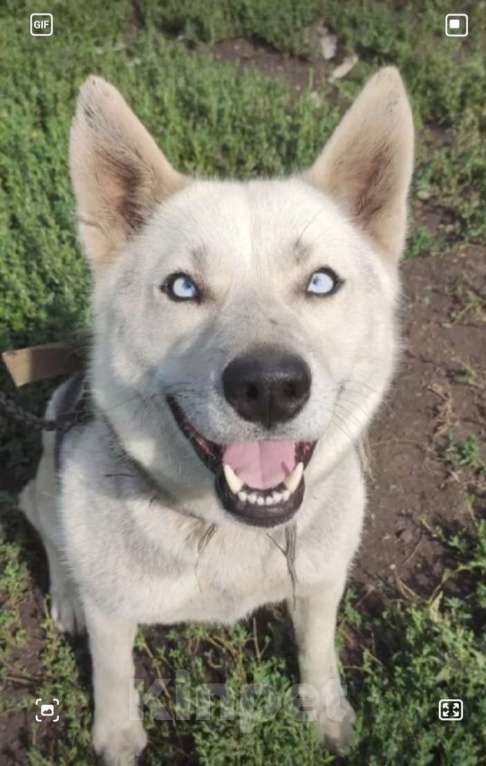 Собаки в других городах Воронежской области: В добрые руки  Девочка, Бесплатно - фото 2