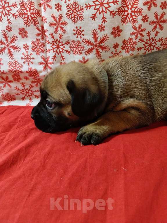 Собаки в других городах Краснодарского края: Кане-Корсо, щенок Девочка, 20 000 руб. - фото 9